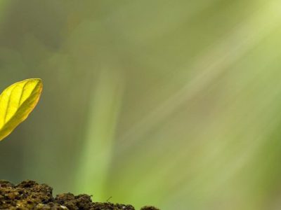 Bioeconomy: Plenty of Opportunities Abound – Preparation is KING